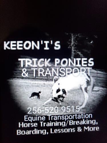 Keeon'i's Trick Ponies and Transport